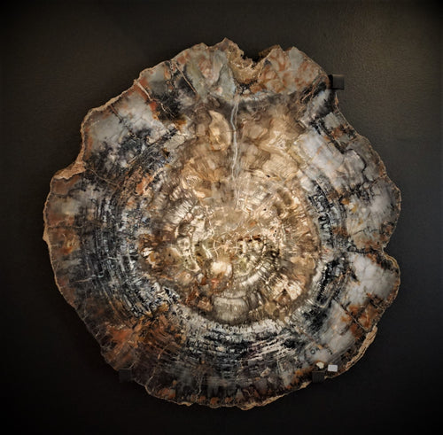 Arizonia Petrified Wood Slab Just Under 3 Foot In Diameter And 2 inches wide