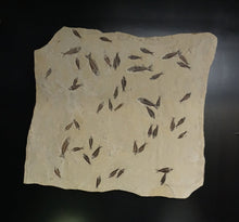 Load image into Gallery viewer, Wyoming Fish Fossil Wall Hanging Featuring 46 Small Fish

