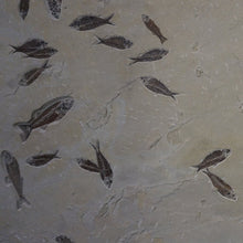 Load image into Gallery viewer, Close Up Multiple Fossilized Fish Specimen

