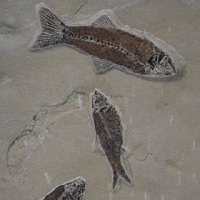 Load image into Gallery viewer, Close Up Of Fish Fossils Wyoming Origin
