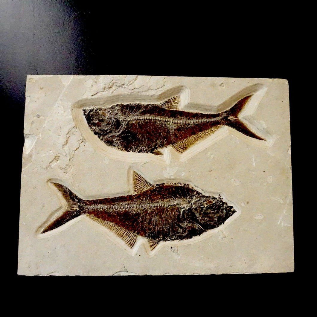Fish Fossil Pair Set On Wood For Wall Hanging