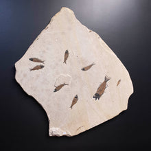 Load image into Gallery viewer, Natural Sand Color 8 Fossilized Fish In Sediment Wall Hanging 
