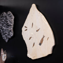 Load image into Gallery viewer, Side View of Fossilized Fish Wall Hanging
