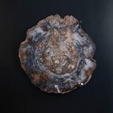 Load image into Gallery viewer, Petrified Wood Arizona Polished Slice Wall Hanging
