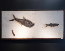 Load image into Gallery viewer, Preserved Fish Body  Fossilized Fish Wall Hanging
