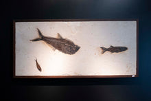 Load image into Gallery viewer, Close Up 3 Petrified Fossilized Fish Wall Hanging
