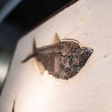 Load image into Gallery viewer, Fossilized Fish Remains Wall Hanging
