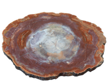 Load image into Gallery viewer, Petrified Wood Natural Red Tones
