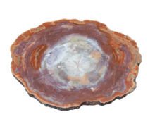 Load image into Gallery viewer, Back Side Of Petrified Wood Slice
