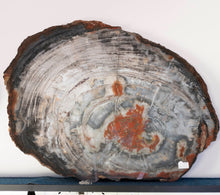 Load image into Gallery viewer, Petrified Wood Slab Slice Red White Tan Natural Tones
