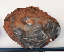 Load image into Gallery viewer, Petrified Wood Slab 3 Foot Wide Red Brown Cream Black And Gray Colors
