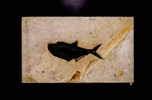 Load image into Gallery viewer, Petrified Fish Remains Wall Hanging
