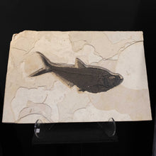 Load image into Gallery viewer, Petrified Fish Remains Wall Hanging
