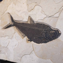 Load image into Gallery viewer, Close Up Fossilized Fish Body In Sedimentary Rock
