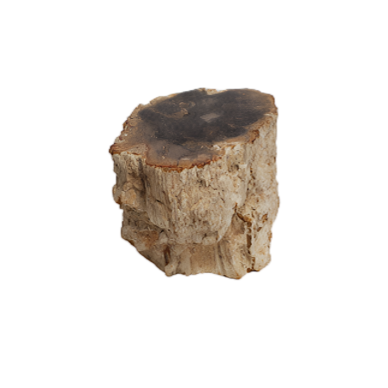 Beige Small Petrified Wood Stump