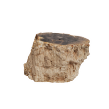 Load image into Gallery viewer, Side View Of Petrified Wood Stump Beige Color

