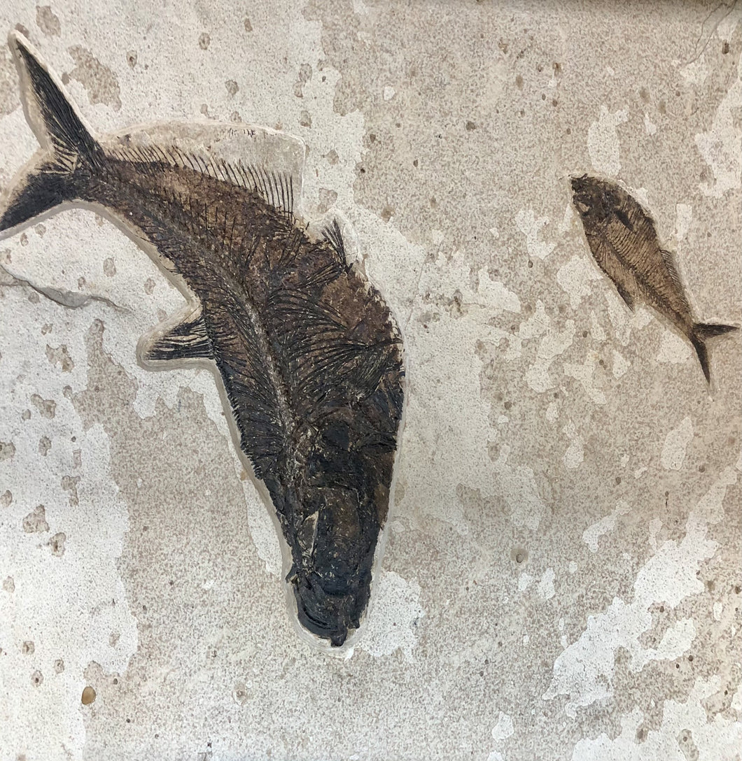 Close Up Two Petrified Fish Bodies Wall Hanging