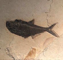 Load image into Gallery viewer, Close Up Single Petrified Fossilized Fish Remains Wall Hanging
