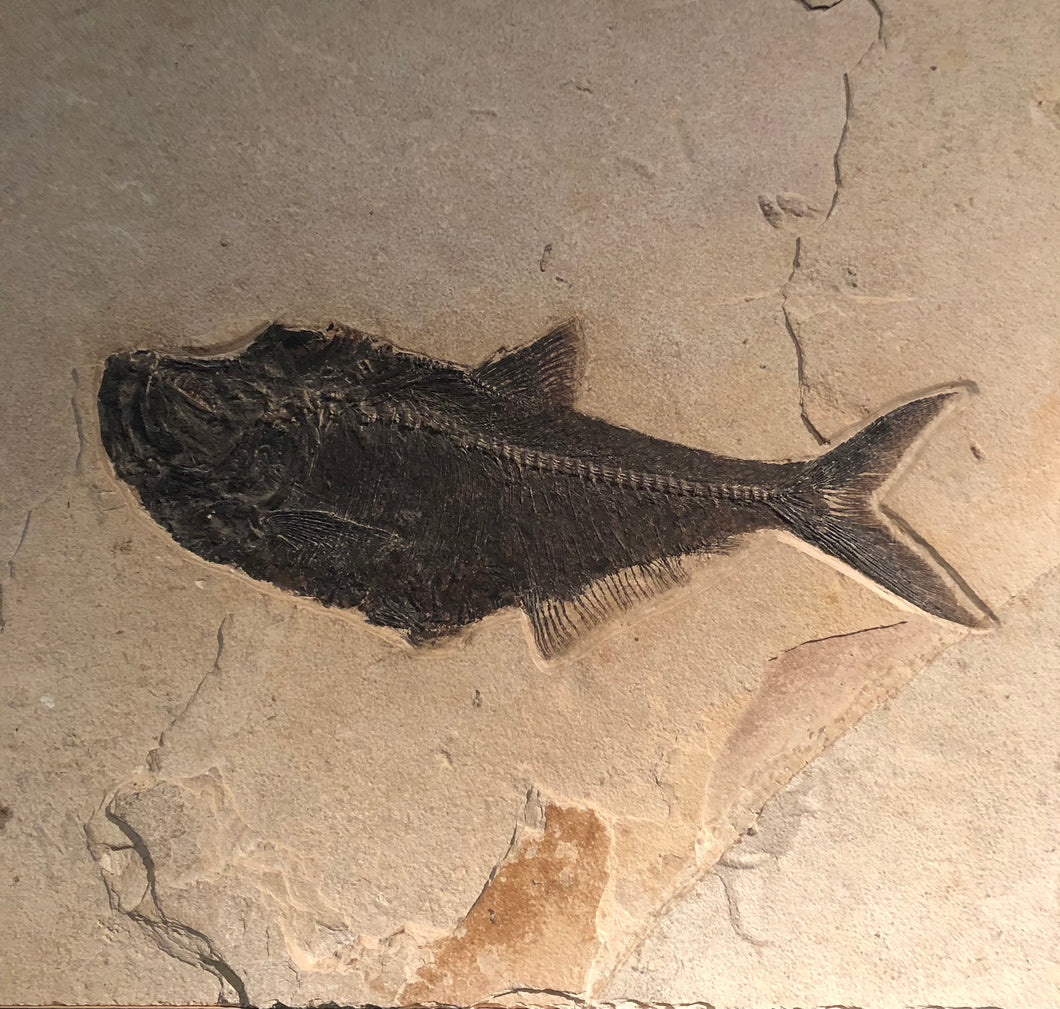 Close Up Single Petrified Fossilized Fish Remains Wall Hanging