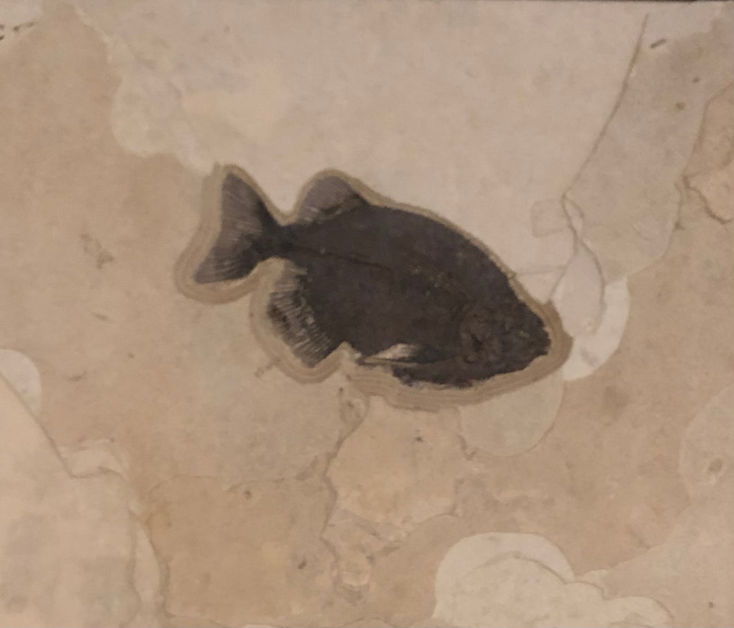 Fossilized Fish Body In Sediment Wall Hanging Natural