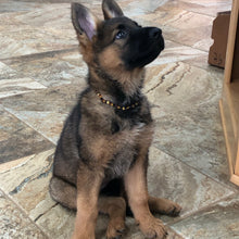 Load image into Gallery viewer, Sophie The German Shepherd Puppy Wearing An Amber Bead Necklace
